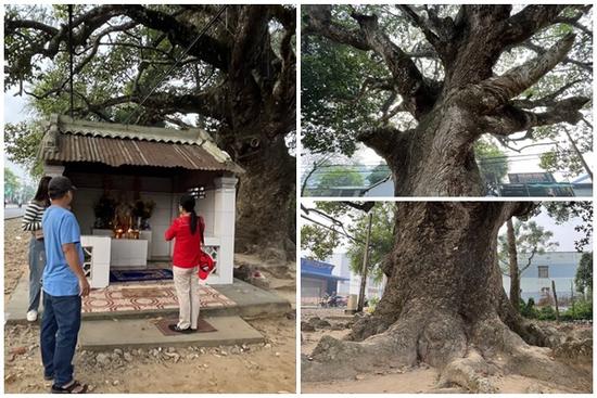 Ngắm cây dầu rái 'siêu lạ' hàng trăm năm tuổi tại Trà Vinh