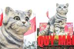 Mèo mắt kim cương xuất hiện, nhiều người Thái Lan mua xổ số-3