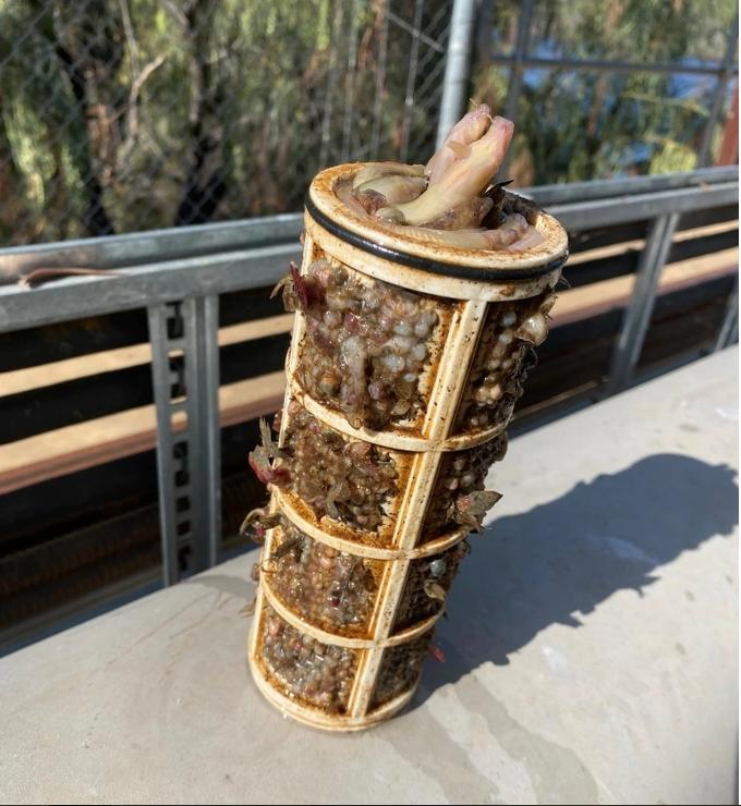 Vất vả xử lý số lượng cá chạch tăng vọt như vũ bão sau trận lụt lớn-1