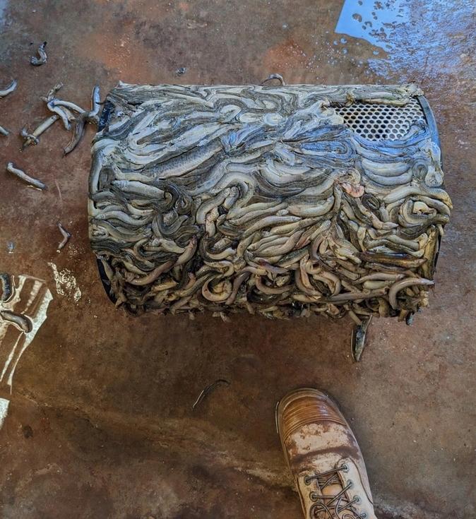 Vất vả xử lý số lượng cá chạch tăng vọt như vũ bão sau trận lụt lớn-3