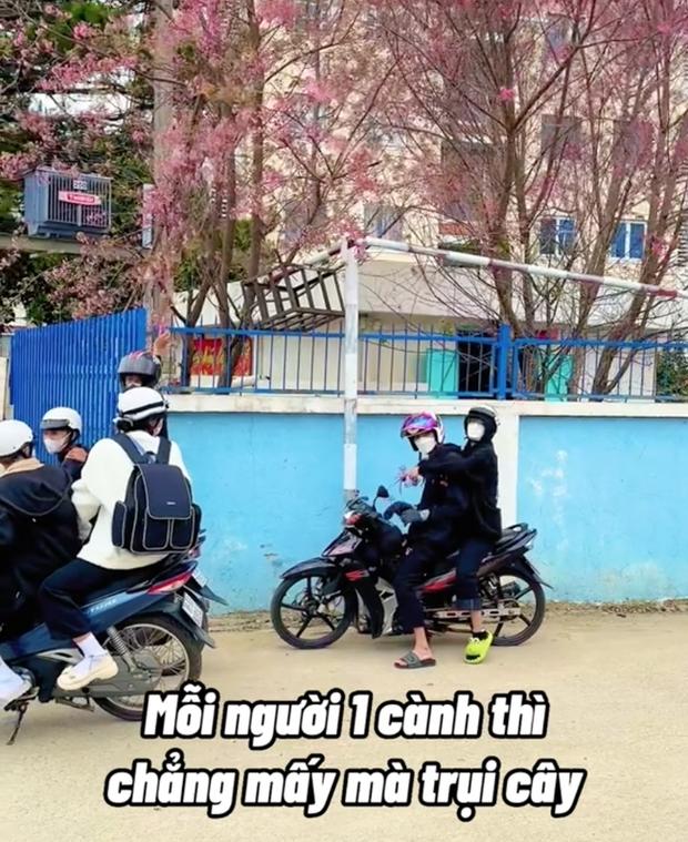 Phẫn nộ nhóm thanh niên vô tư đứng lên xe máy bẻ mai anh đào-2
