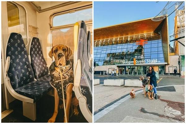 Muôn kiểu sáng tạo của gia chủ đề phòng chó mèo phá hoại đồ đạc-12