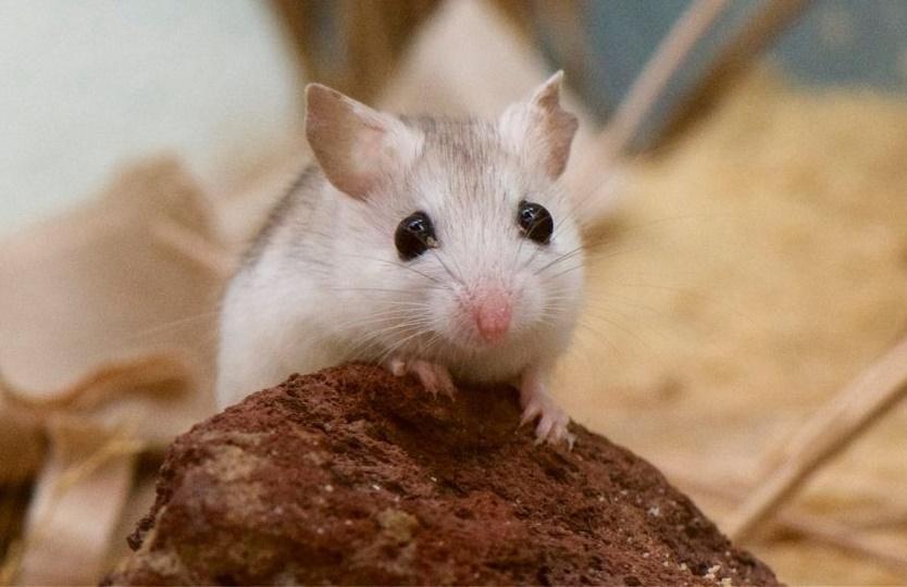 Ngày 3/2: Dây tơ hồng se duyên những tuổi nào?-3