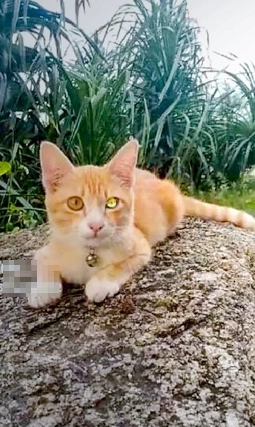 Mèo mắt kim cương xuất hiện, nhiều người Thái Lan mua xổ số-1