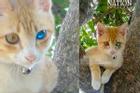 Mèo 'mắt kim cương' xuất hiện, nhiều người Thái Lan mua xổ số