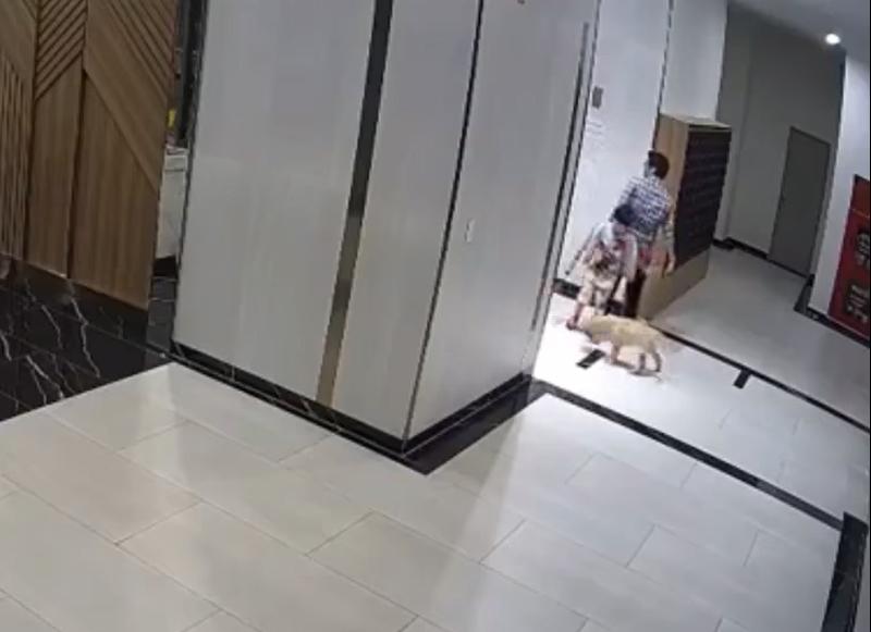 Đuổi chó thả rông bảo vệ con, bố bị chủ chó đấm nát mặt-1