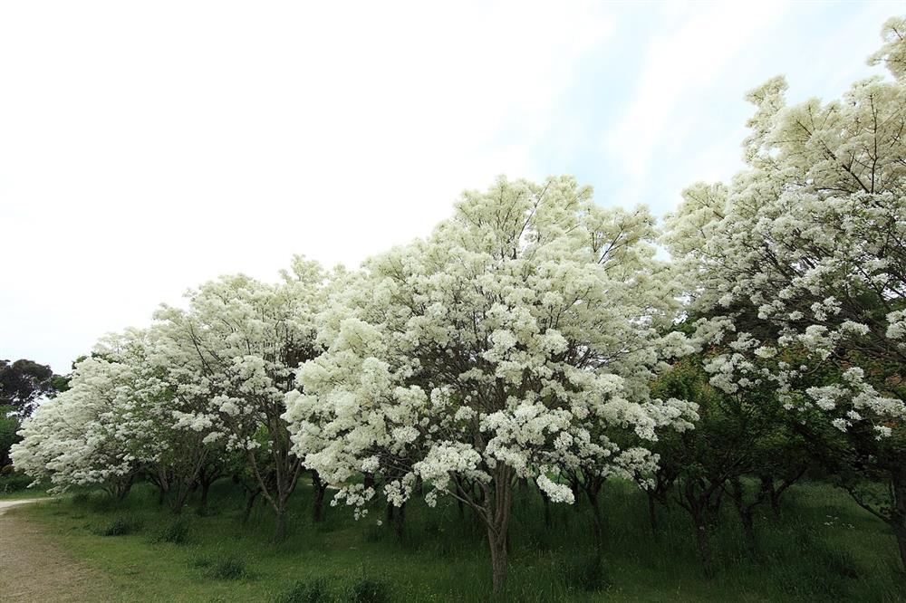 3 cây hoa tuyết cực hiếm được bảo vệ cấp quốc gia ở Trung Quốc-1