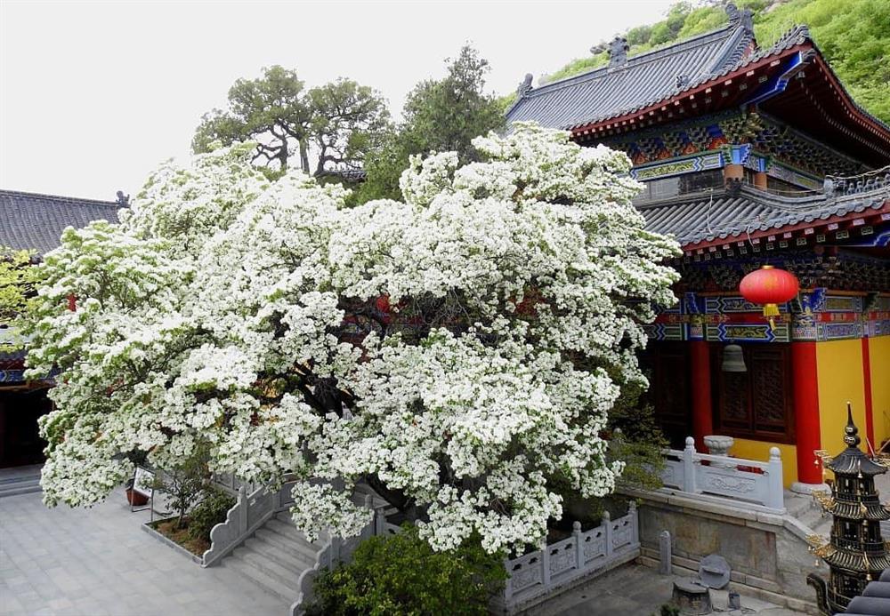3 cây hoa tuyết cực hiếm được bảo vệ cấp quốc gia ở Trung Quốc-3