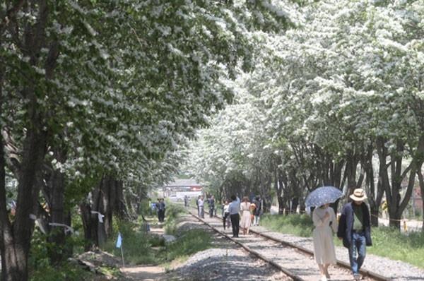 3 cây hoa tuyết cực hiếm được bảo vệ cấp quốc gia ở Trung Quốc-5