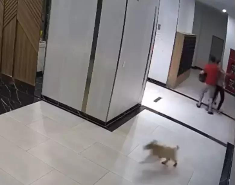 Chủ chó đấm người bố bảo vệ con: Bất ngờ người phụ nữ đi cùng-1