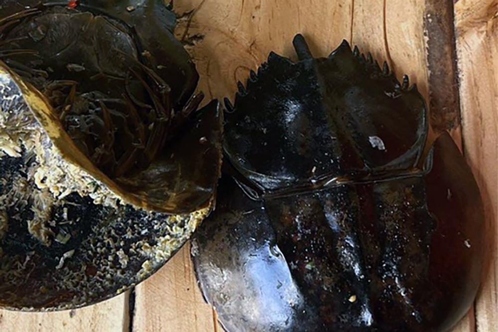 Nghi ăn nhầm so biển, 3 người ở Khánh Hòa bị ngộ độc-1