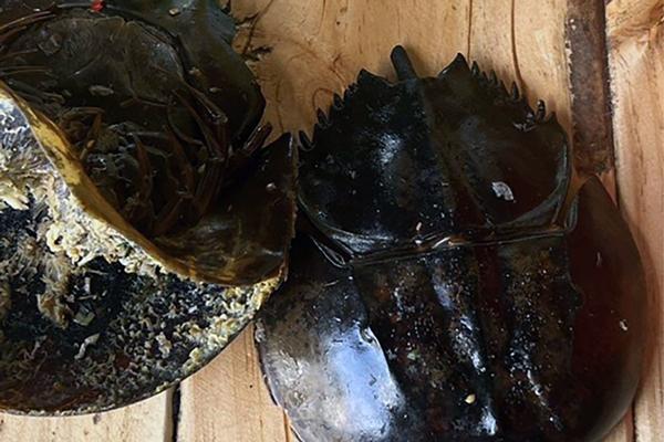 Ăn nấm hái ven đường, 5 người trong gia đình ngộ độc-2