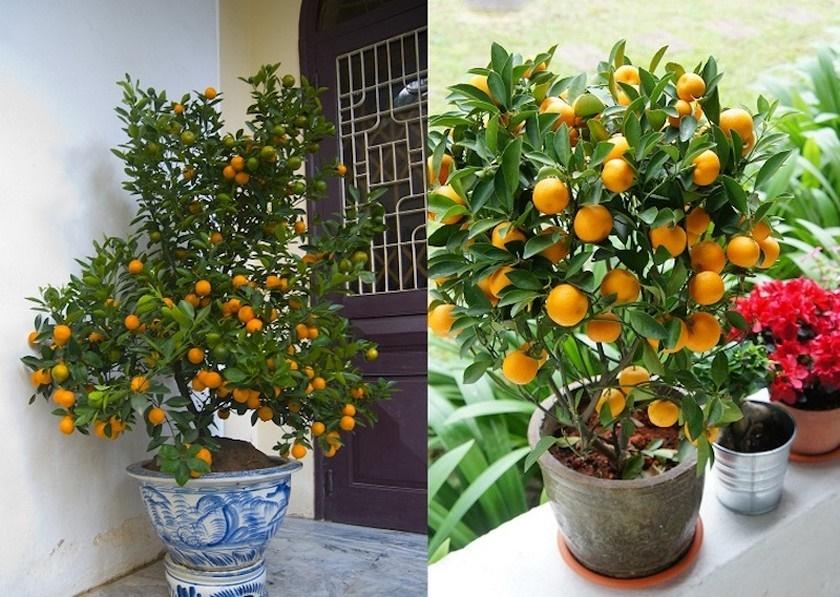 Trồng 6 loại cây trước cửa để rước tài lộc về nhà-2