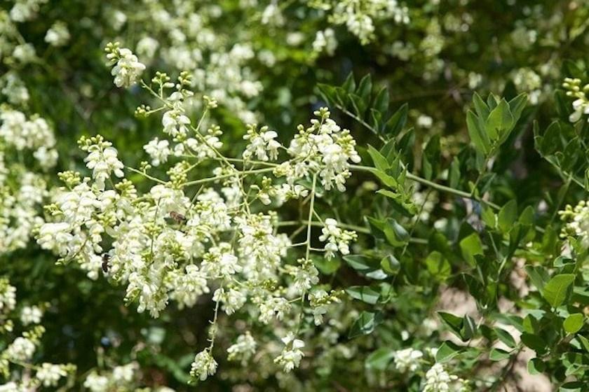 Trồng 6 loại cây trước cửa để rước tài lộc về nhà-4