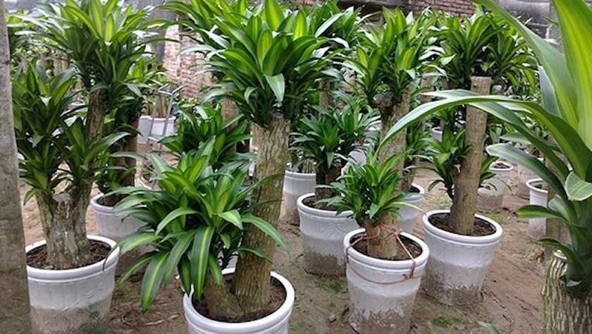 Trồng 6 loại cây trước cửa để rước tài lộc về nhà-5