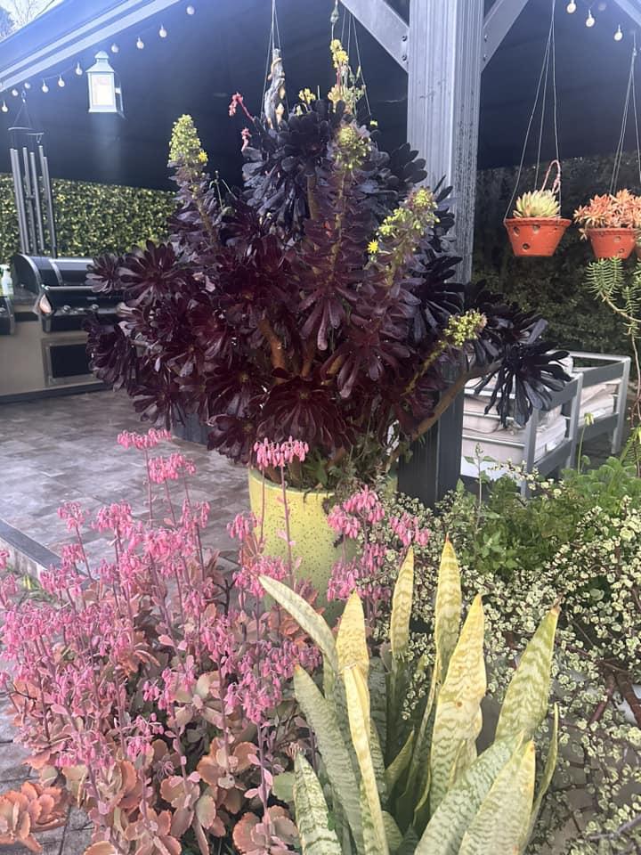 Biệt phủ ngập tràn hoa trái của Hà Thanh Xuân ở Mỹ-3