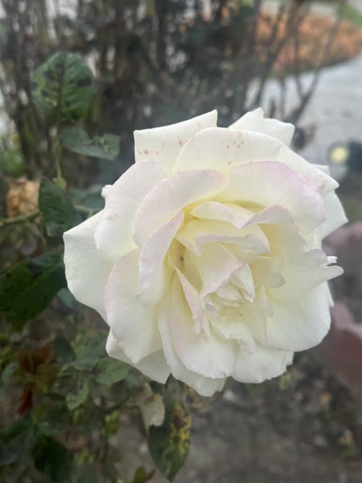 Biệt phủ ngập tràn hoa trái của Hà Thanh Xuân ở Mỹ-6