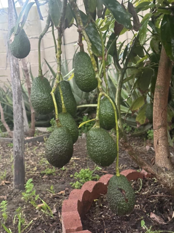 Biệt phủ ngập tràn hoa trái của Hà Thanh Xuân ở Mỹ-9