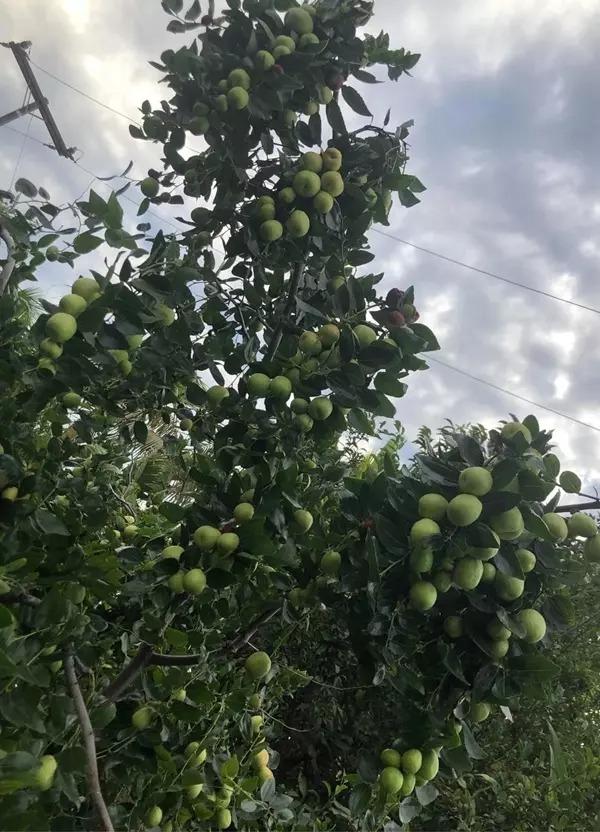 Biệt phủ ngập tràn hoa trái của Hà Thanh Xuân ở Mỹ-16