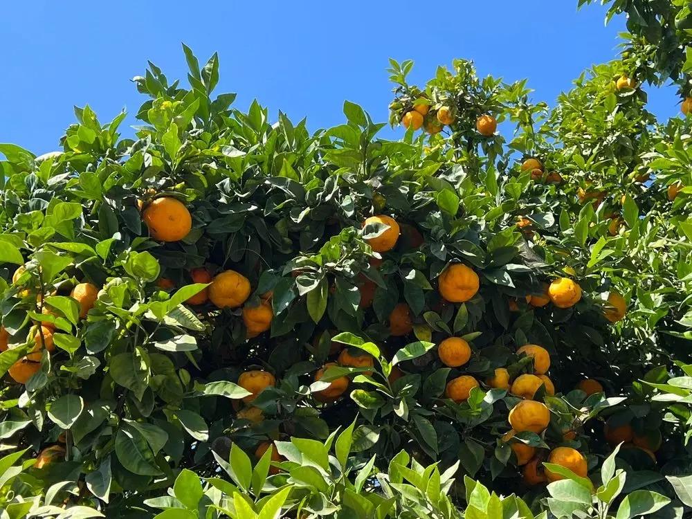 Biệt phủ ngập tràn hoa trái của Hà Thanh Xuân ở Mỹ-15