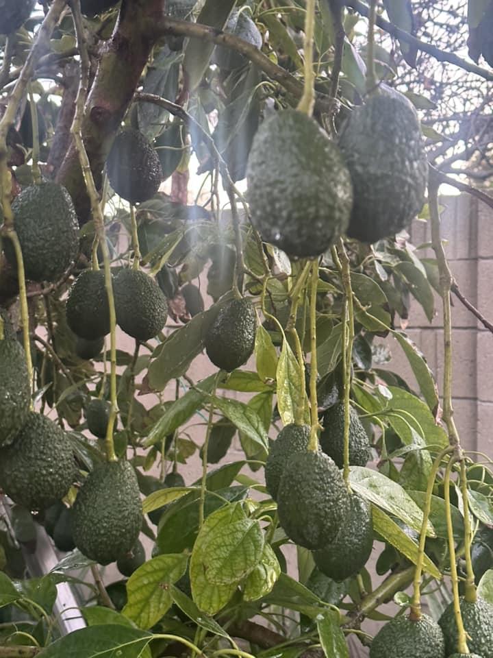 Biệt phủ ngập tràn hoa trái của Hà Thanh Xuân ở Mỹ-10