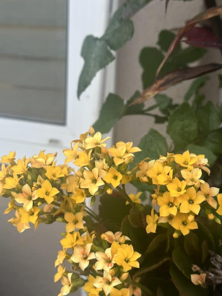 Biệt phủ ngập tràn hoa trái của Hà Thanh Xuân ở Mỹ-4