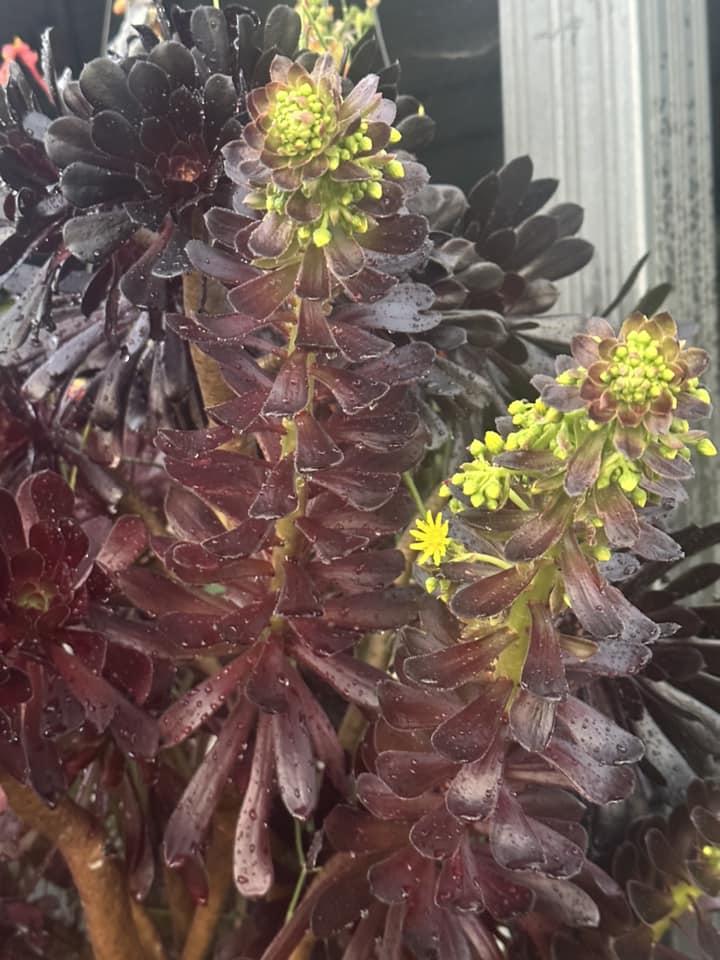 Biệt phủ ngập tràn hoa trái của Hà Thanh Xuân ở Mỹ-5