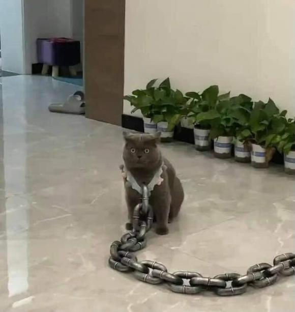 Muôn kiểu sáng tạo của gia chủ đề phòng chó mèo phá hoại đồ đạc-1