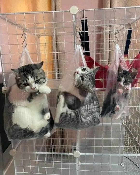 Muôn kiểu sáng tạo của gia chủ đề phòng chó mèo phá hoại đồ đạc-2