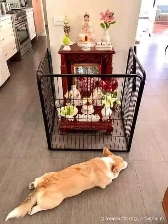 Muôn kiểu sáng tạo của gia chủ đề phòng chó mèo phá hoại đồ đạc-3