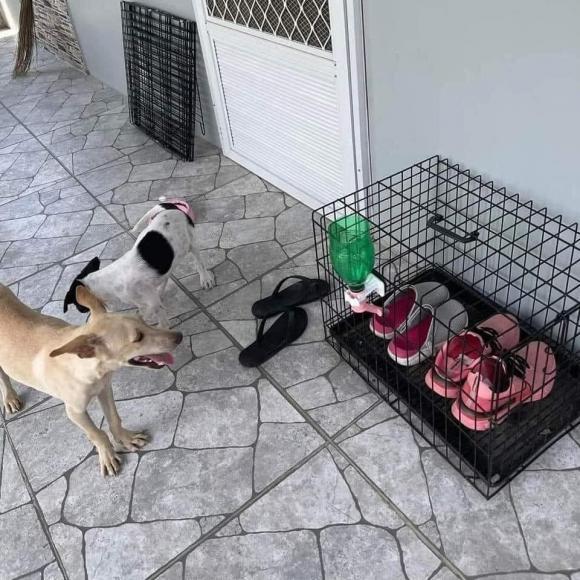 Muôn kiểu sáng tạo của gia chủ đề phòng chó mèo phá hoại đồ đạc-4