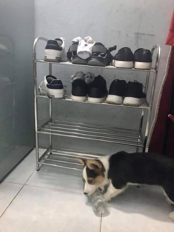 Muôn kiểu sáng tạo của gia chủ đề phòng chó mèo phá hoại đồ đạc-6