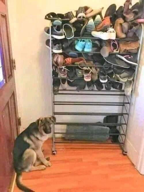 Muôn kiểu sáng tạo của gia chủ đề phòng chó mèo phá hoại đồ đạc-7