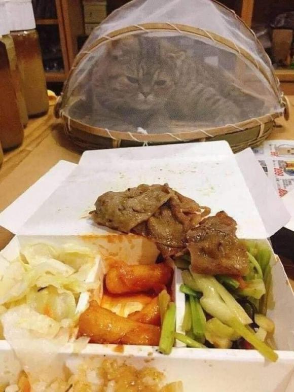 Muôn kiểu sáng tạo của gia chủ đề phòng chó mèo phá hoại đồ đạc-10