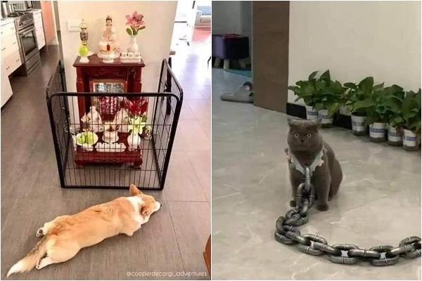 Mèo béo đăm chiêu trở thành tâm điểm hút khách ở Ba Lan-3