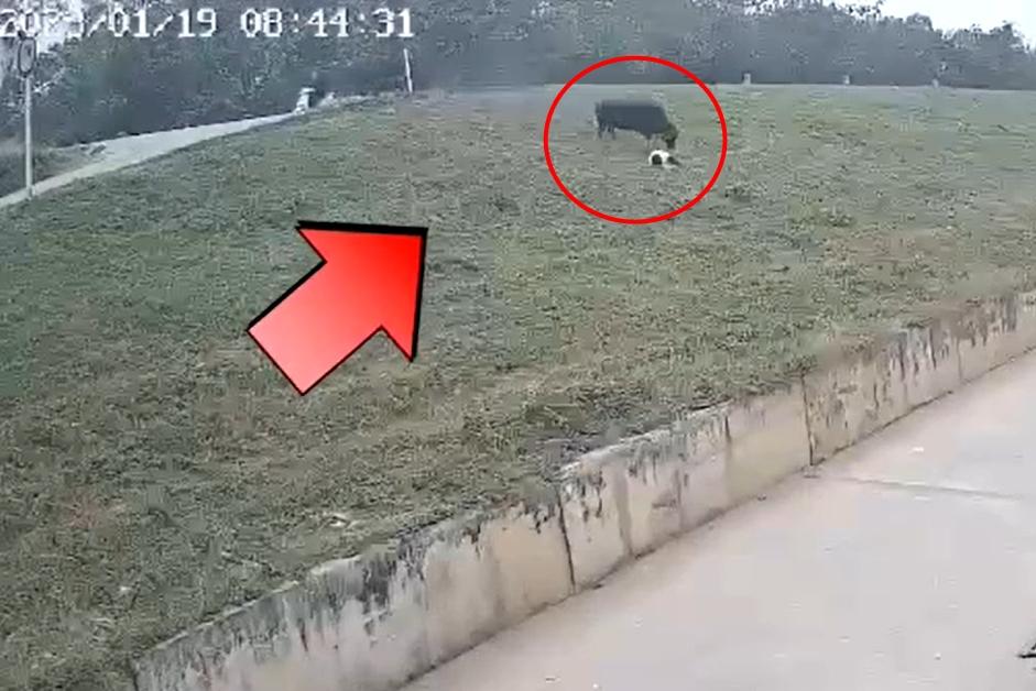 Clip: Đang đi đường, người phụ nữ bị trâu điên húc vỡ gan-2