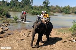Dừng hoạt động cho khách cưỡi voi gây tranh cãi ở Đắk Lắk