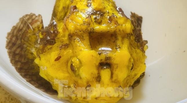 Tận thấy cá mặt quỷ đột biến ở đảo Lý Sơn-1