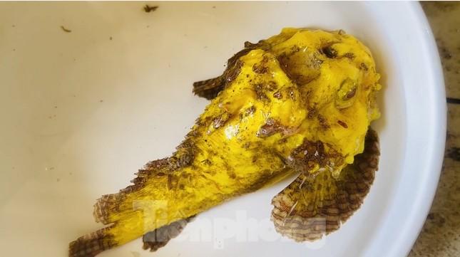 Tận thấy cá mặt quỷ đột biến ở đảo Lý Sơn-4