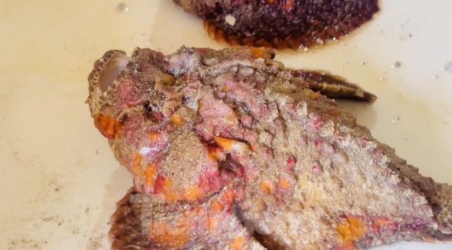 Tận thấy cá mặt quỷ đột biến ở đảo Lý Sơn-5