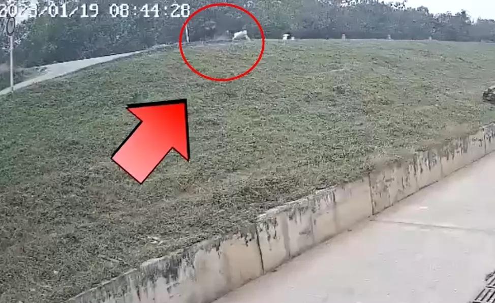 Trâu điên húc vỡ gan người đi đường: Không chỉ có 1 nạn nhân-1