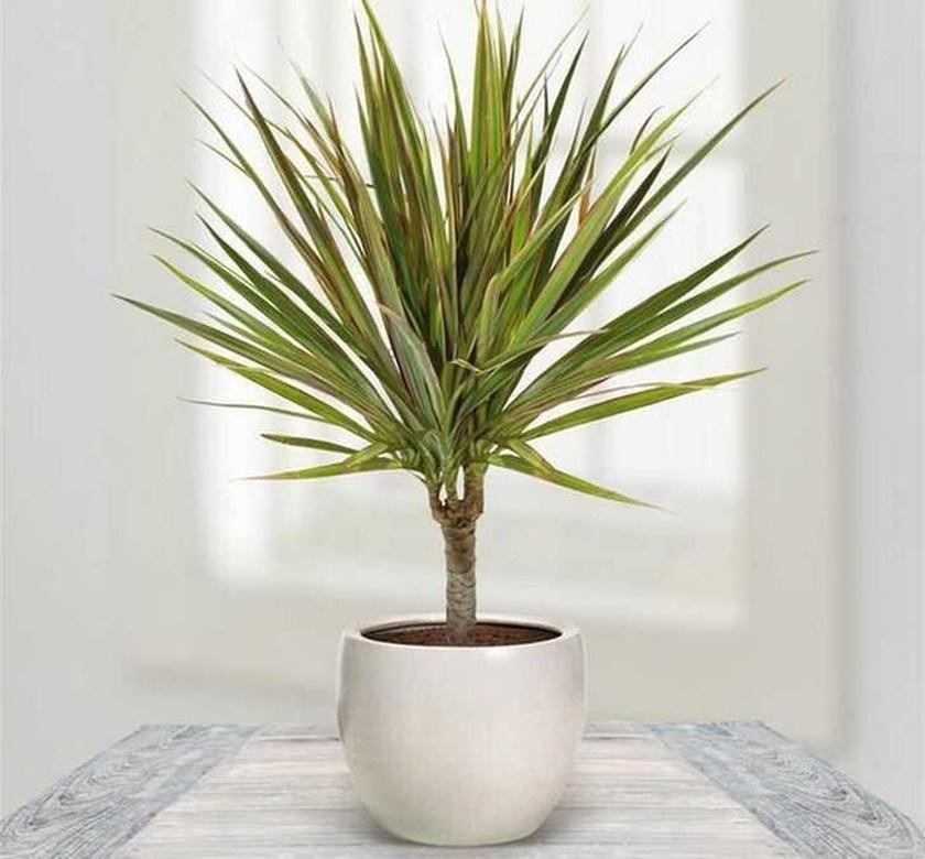 5 loại cây nên trồng ban công, càng tươi tốt gia chủ càng phát tài-2