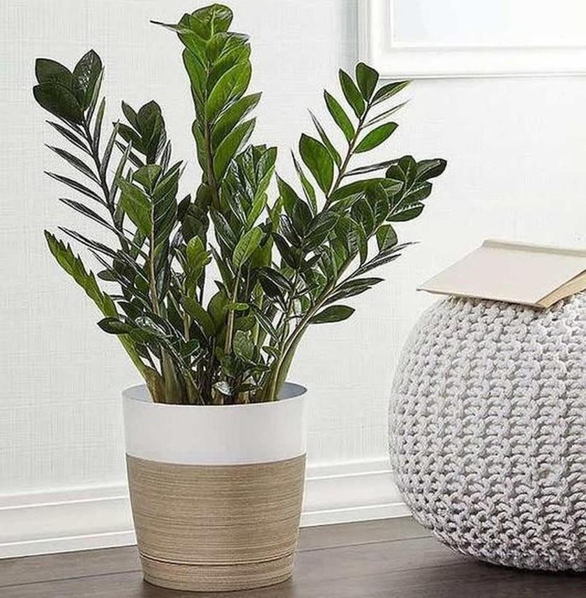 5 loại cây nên trồng ban công, càng tươi tốt gia chủ càng phát tài-4