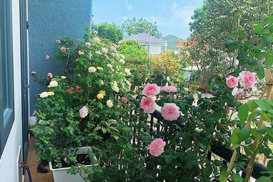 5 loại cây nên trồng ban công, càng tươi tốt gia chủ càng phát tài