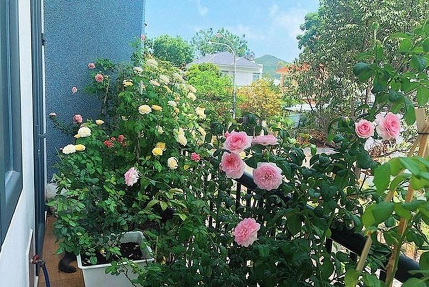 5 loại cây nên trồng ban công, càng tươi tốt gia chủ càng phát tài-5