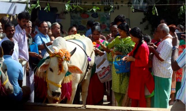 Ấn Độ biến Valentine thành ‘Ngày ôm bò’-1