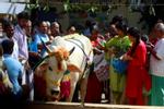 Ấn Độ biến Valentine thành ‘Ngày ôm bò’
