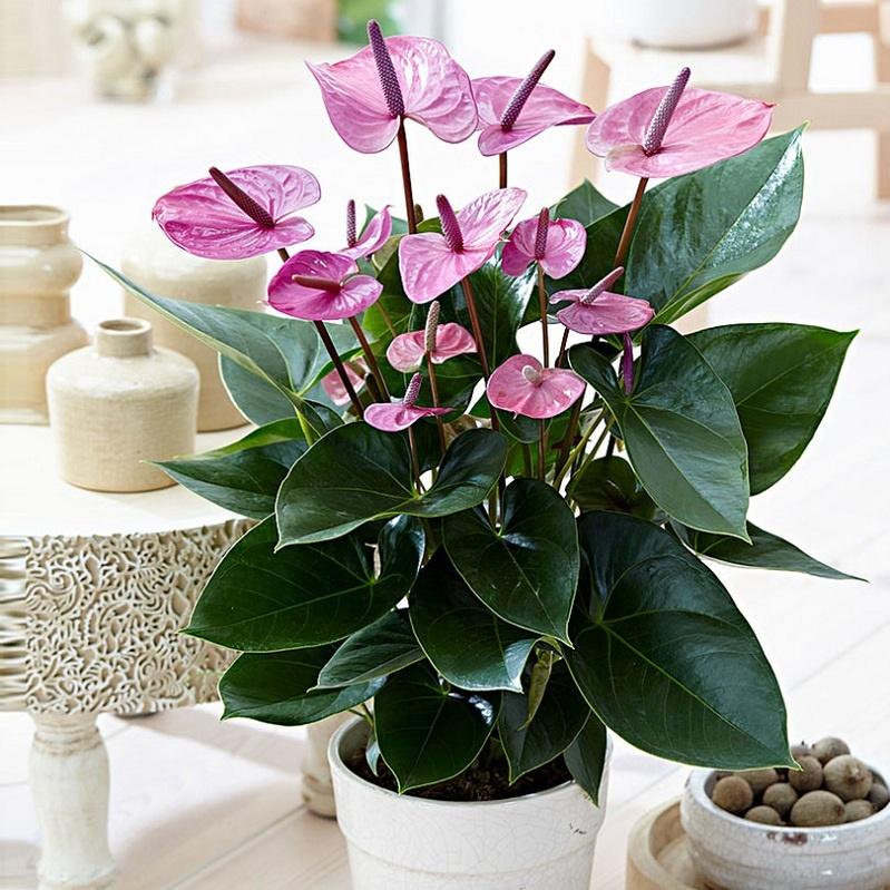 Nữ nhân muốn gia tăng quyền năng: Nhất định phải trồng cây này!-3