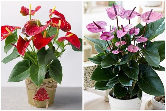 Nữ nhân muốn gia tăng quyền năng: Nhất định phải trồng cây này!