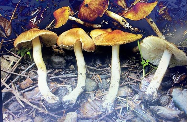 Ăn nấm hái ven đường, 5 người trong gia đình ngộ độc-1